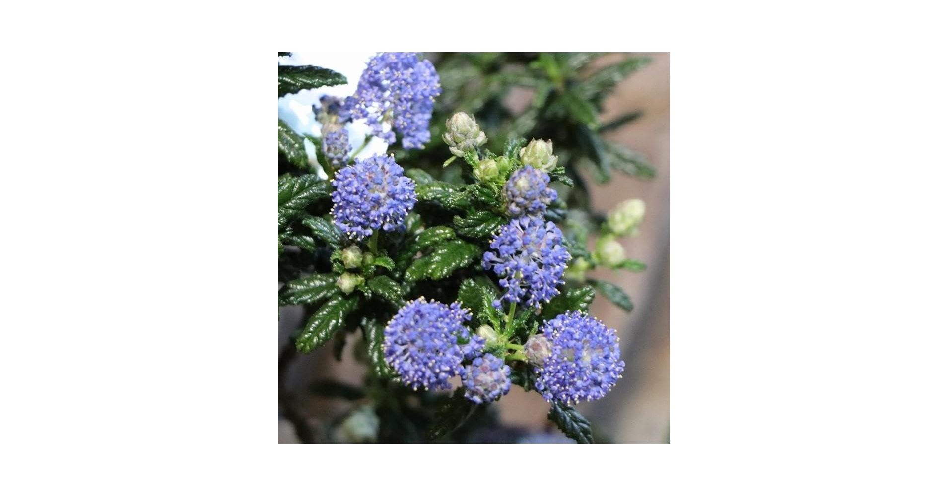 専用　超レア希少❣️サルコピラミス•パルヴィフォリア　青い葉　熱帯植物 専用 超レア希少❣️サルコピラミス•パルヴィフォリア 青い葉